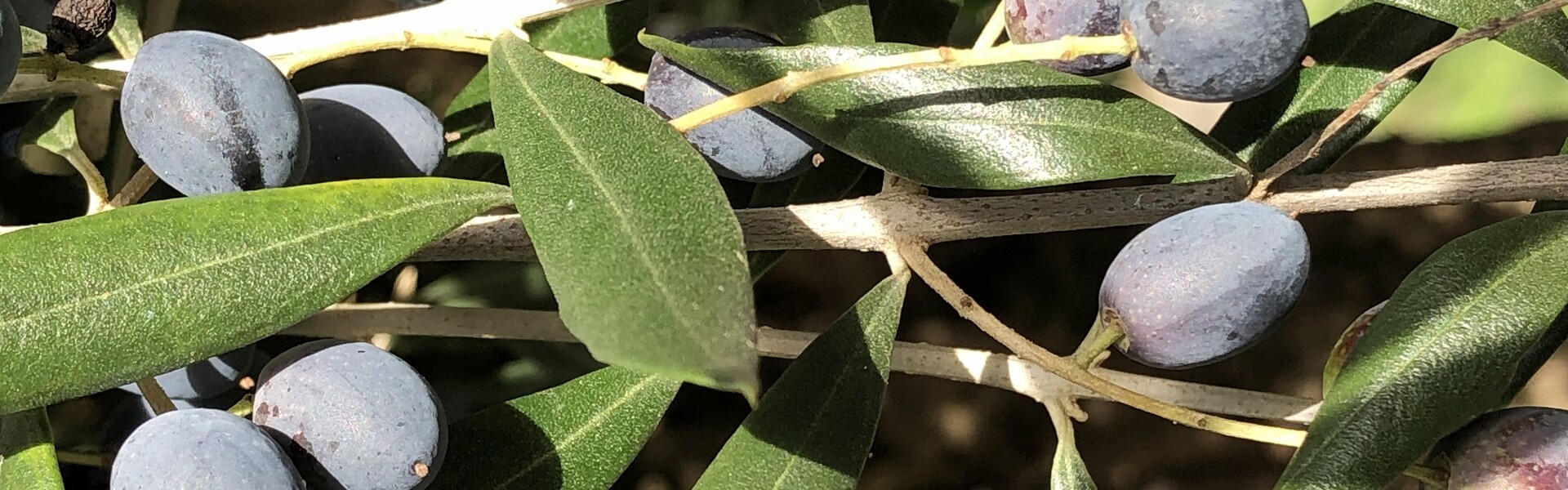 Adopteer een olijfboom