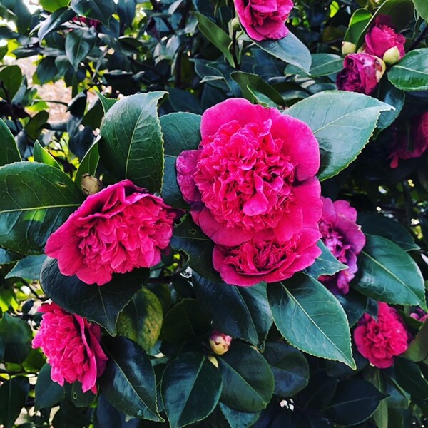 Camelias - kleurrijke winterbloeier