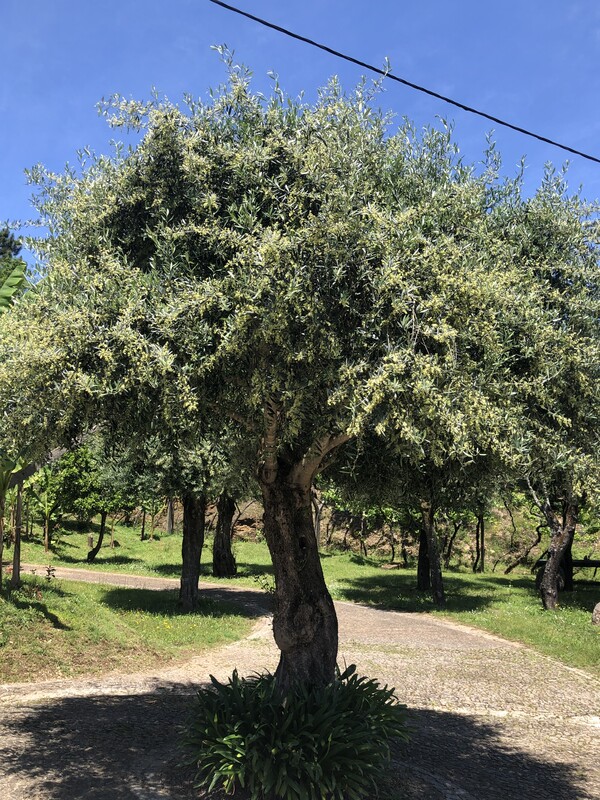 Adopteer een olijfboom