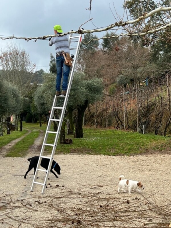 lente in Portugal