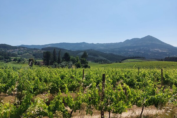 Top 3 Vinho Verde Wijnhuizen in de Minho