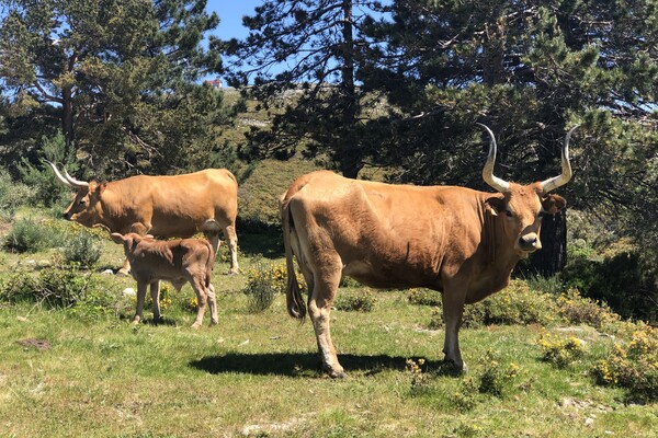 10 daagse rondreis Noord Portugal 