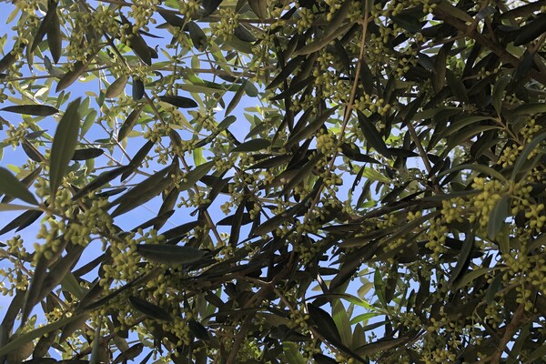 Adopteer een olijfboom