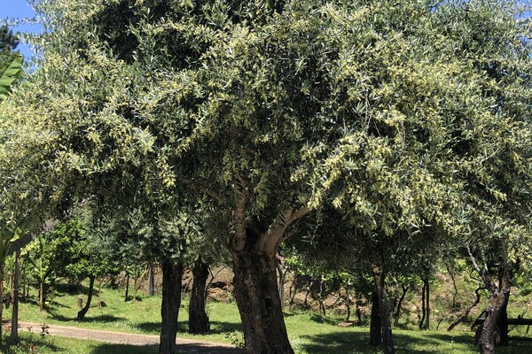 Adopteer een olijfboom