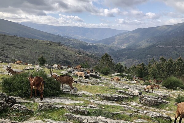 8 daagse Wandelvakantie Noord Portugal